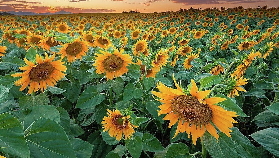 Sunflower Farm